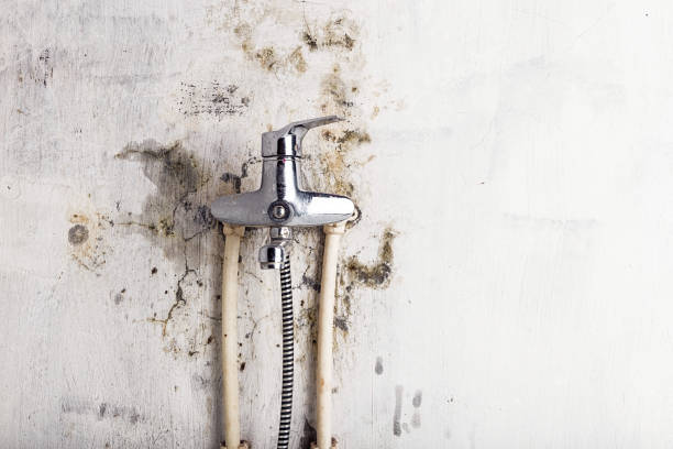 Best Residential Mold Removal  in Phillipsburg, KS