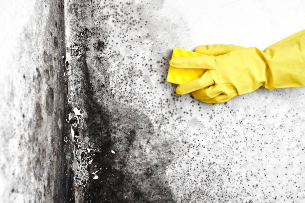 Best Crawl Space Mold Removal  in Phillipsburg, KS