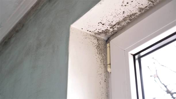 Best Black Mold Removal  in Phillipsburg, KS