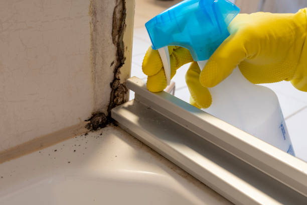 Best Professional Mold Removal  in Phillipsburg, KS