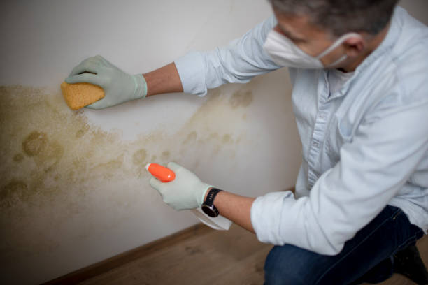 Best Certified Mold Removal  in Phillipsburg, KS