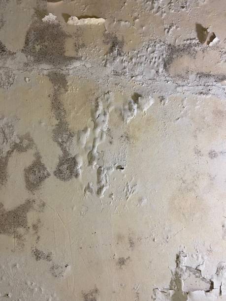 Best Attic Mold Removal  in Phillipsburg, KS
