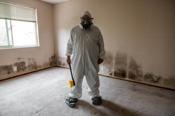 Professional Mold Removal in Phillipsburg, KS