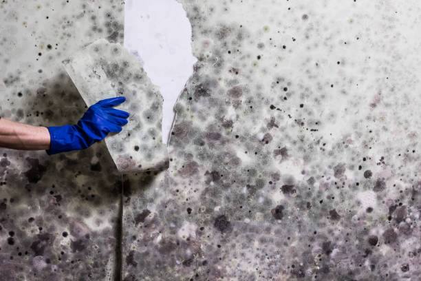 Best Home Mold Removal  in Phillipsburg, KS