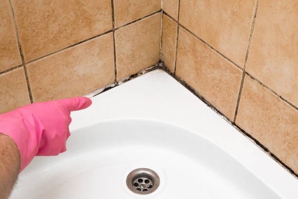 Best Mold Testing and Removal  in Phillipsburg, KS